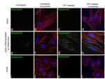 Adiponectin Antibody