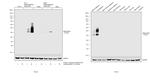 Adiponectin Antibody