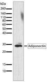 Adiponectin Antibody in Western Blot (WB)