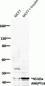 ANGPTL4 Antibody in Western Blot (WB)