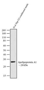 ApoA1 Antibody in Western Blot (WB)