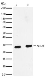 ApoA1 Antibody in Western Blot (WB)