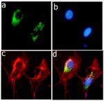 APOE Antibody in Immunocytochemistry (ICC/IF)