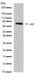 HGF Antibody in Western Blot (WB)