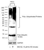 Ubiquitin Antibody in Western Blot (WB)