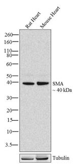 Alpha-Smooth Muscle Actin Antibody in Western Blot (WB)