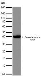 Alpha-Smooth Muscle Actin Antibody in Western Blot (WB)