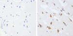 Phospho-Tau (Thr181) Antibody in Immunohistochemistry (Paraffin) (IHC (P))