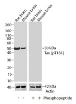 Phospho-Tau (Thr181) Antibody in Western Blot (WB)