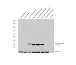 DYKDDDDK Tag Antibody in Western Blot (WB)