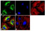 ATG12 Antibody in Immunocytochemistry (ICC/IF)