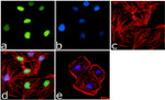 H4K20me3 Antibody in Immunocytochemistry (ICC/IF)