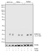 H2BK15ac Antibody