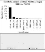 H2BK15ac Antibody in Peptide array (ARRAY)