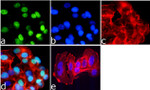 H2BK15ac Antibody in Immunocytochemistry (ICC/IF)