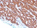 Transferrin (Early Marker of Oligodendrocytes) Antibody in Immunohistochemistry (Paraffin) (IHC (P))