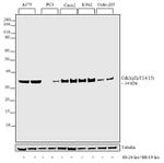Phospho-CDK1 (Thr14, Tyr15) Antibody in Western Blot (WB)
