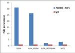 KLF5 Antibody in ChIP Assay (ChIP)