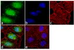 KLF5 Antibody in Immunocytochemistry (ICC/IF)