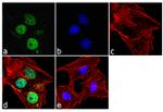 OTX2 Antibody in Immunocytochemistry (ICC/IF)