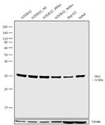 OTX2 Antibody in Western Blot (WB)