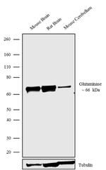 Glutaminase Antibody in Western Blot (WB)