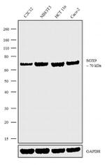 SOX9 Antibody in Western Blot (WB)