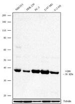 c-Jun Antibody in Western Blot (WB)