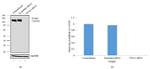 ITGA5 Antibody in Western Blot (WB)