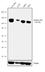 ITGA5 Antibody in Western Blot (WB)