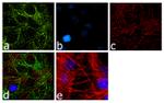 Laminin-221 Antibody in Immunocytochemistry (ICC/IF)