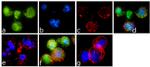 Phospho-c-Abl (Tyr393) Antibody in Immunocytochemistry (ICC/IF)