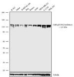 Phospho-c-Abl (Tyr393) Antibody in Western Blot (WB)