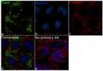 ALPL Antibody in Immunocytochemistry (ICC/IF)