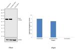 ALPL Antibody in Western Blot (WB)