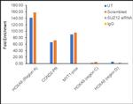 SUZ12 Antibody