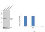 Aldolase A Antibody in Western Blot (WB)