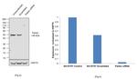 Parkin Chimeric Antibody