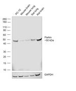 Parkin Antibody in Western Blot (WB)