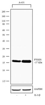 PTGES Antibody in Western Blot (WB)