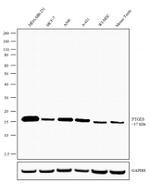 PTGES Antibody in Western Blot (WB)