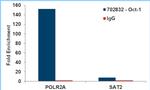 OCT1 (POU2F1) Antibody in ChIP Assay (ChIP)