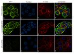 SAV1 Antibody in Immunocytochemistry (ICC/IF)