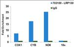 LRP130 Antibody