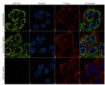 LRP130 Antibody