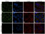 PNPase Antibody in Immunocytochemistry (ICC/IF)