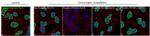 Phospho-RNA pol II CTD (Ser2) Antibody in Immunocytochemistry (ICC/IF)