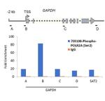 Phospho-RNA pol II CTD (Ser2) Antibody