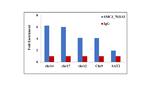 SMC3 Antibody in ChIP Assay (ChIP)