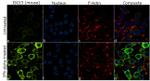 ISG15 Antibody